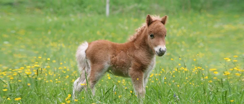 Mini Pony in alpiner Landschaft