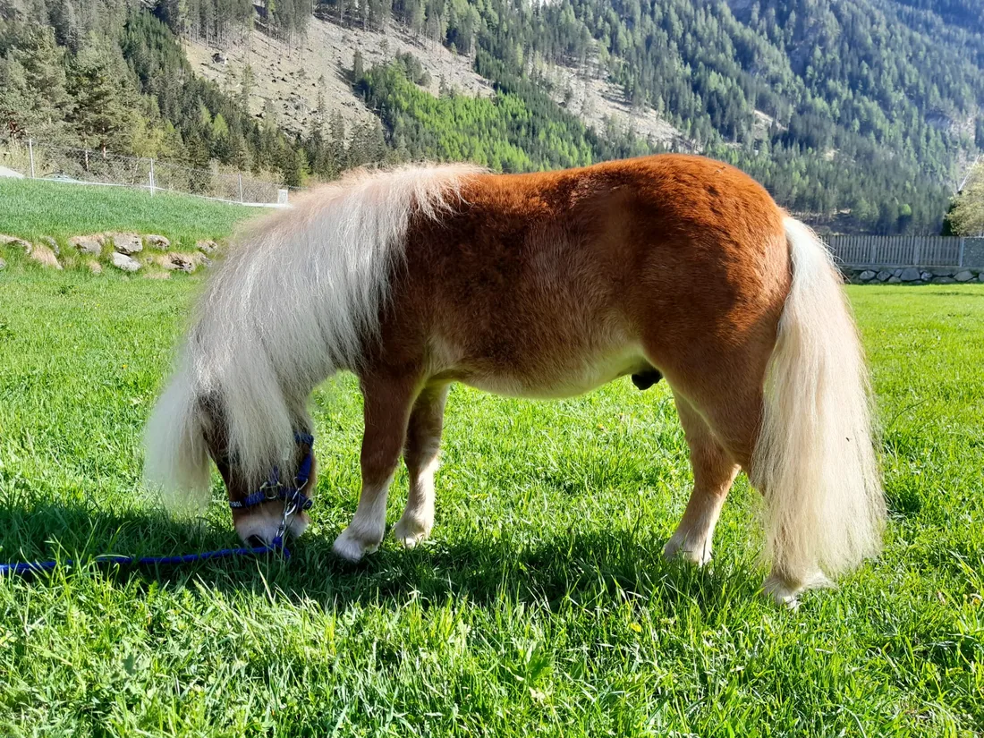 Mini Pony Deckhengst auf der Wiese