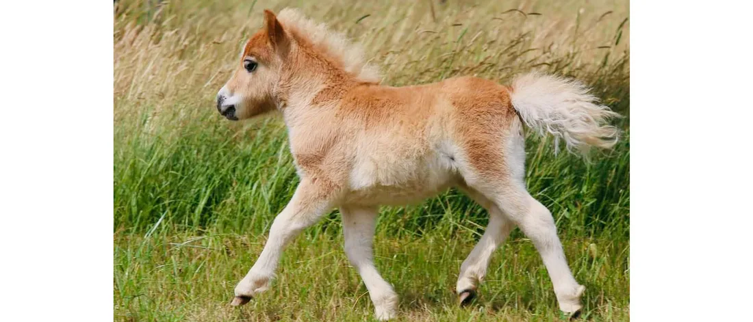 Vereinsaktivität mit Mini Ponys