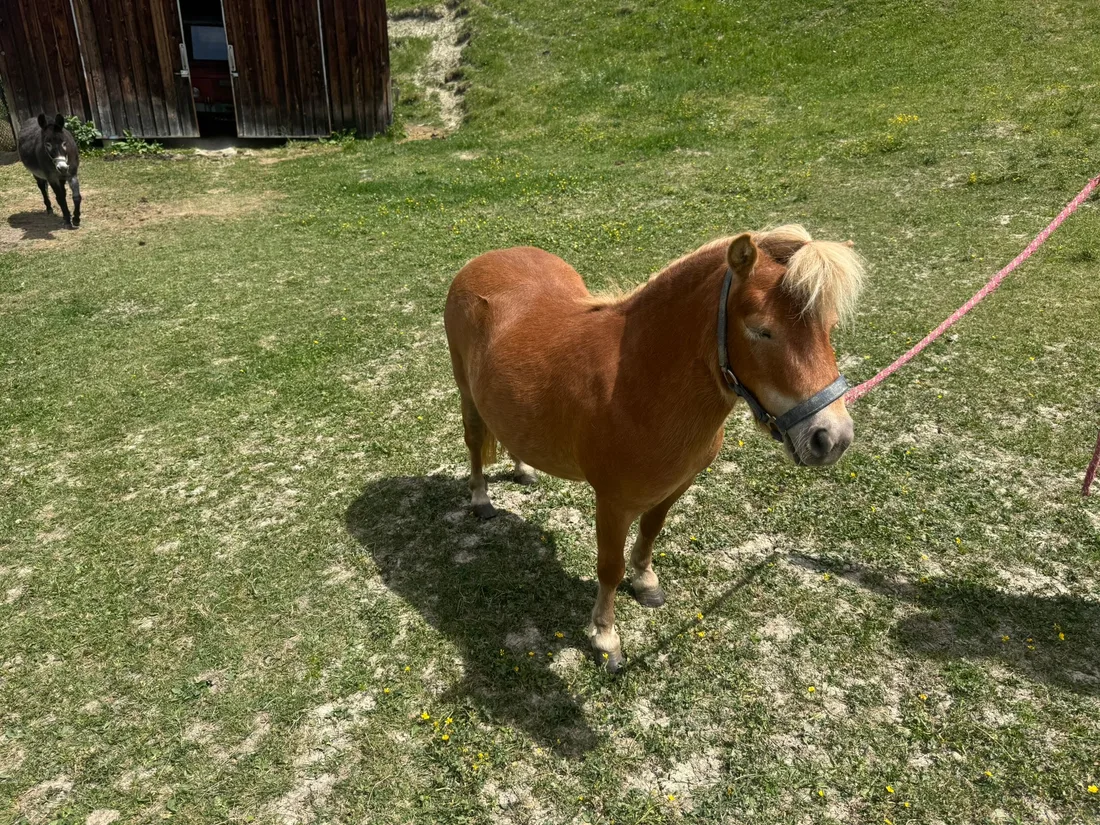 Junges Mini Pony
